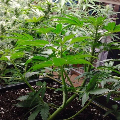 Haze Berry II growlog timeline photo
