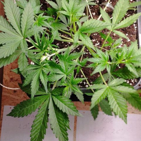 Haze Berry II growlog timeline photo