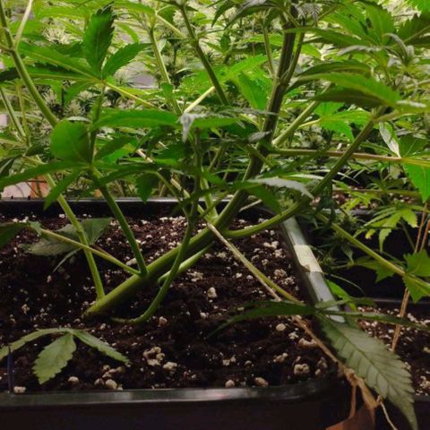 Haze Berry II growlog timeline photo