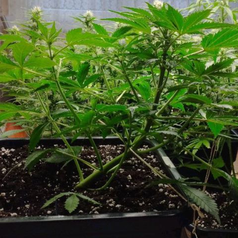 Haze Berry II growlog timeline photo