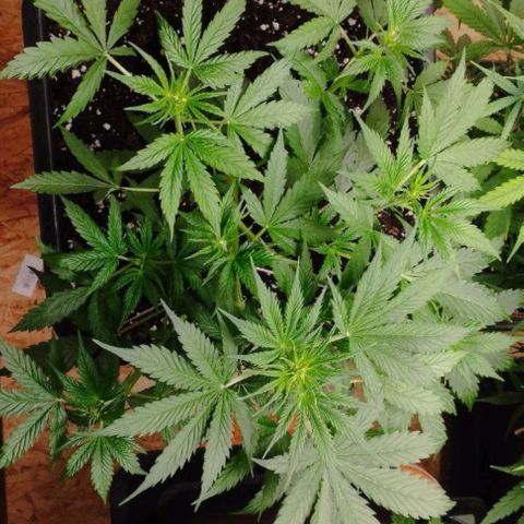 Haze Berry II growlog timeline photo