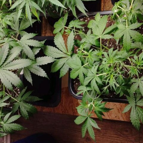 Haze Berry II growlog timeline photo