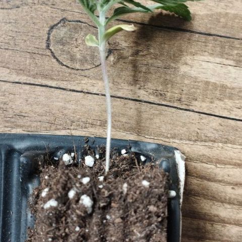 Haze Berry III growlog timeline photo