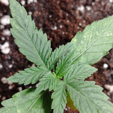 Haze Berry III growlog timeline photo