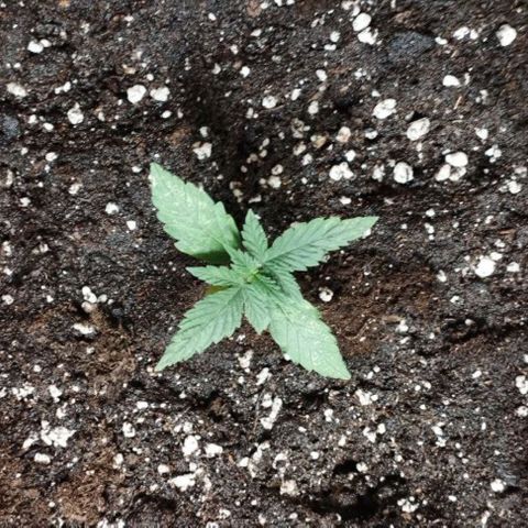 Haze Berry III growlog timeline photo