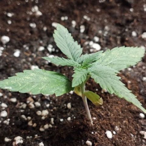 Haze Berry III growlog timeline photo