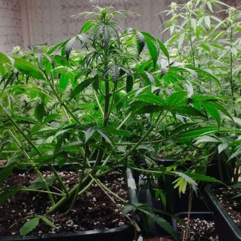 Haze Berry II growlog timeline photo