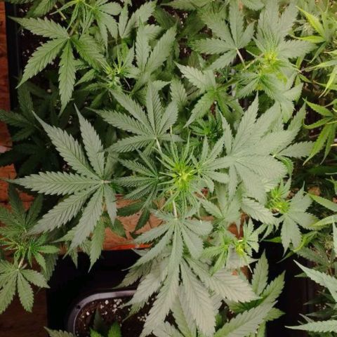 Haze Berry II growlog timeline photo