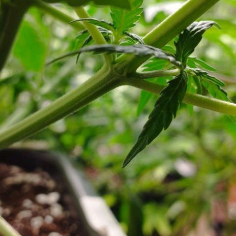 Haze Berry II growlog timeline photo