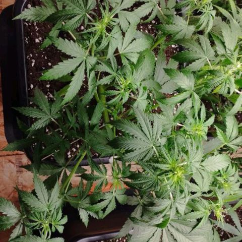 Haze Berry II growlog timeline photo