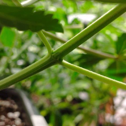 Haze Berry II growlog timeline photo