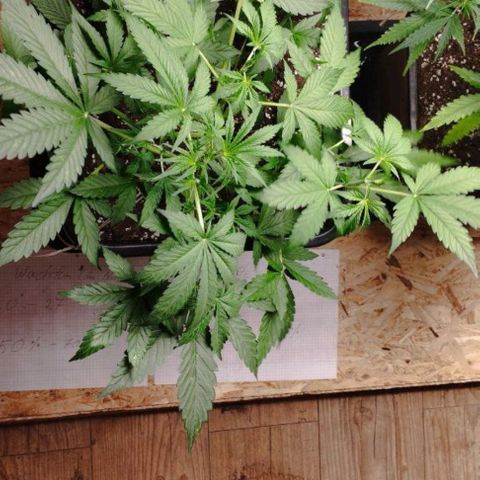 Haze Berry II growlog timeline photo