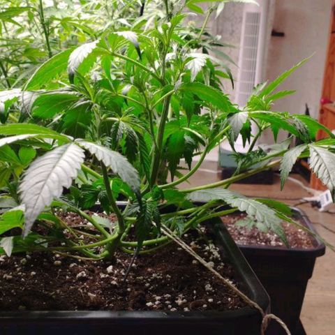 Haze Berry II growlog timeline photo