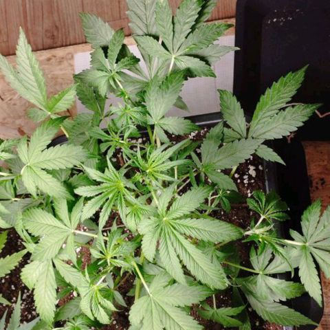 Haze Berry II growlog timeline photo