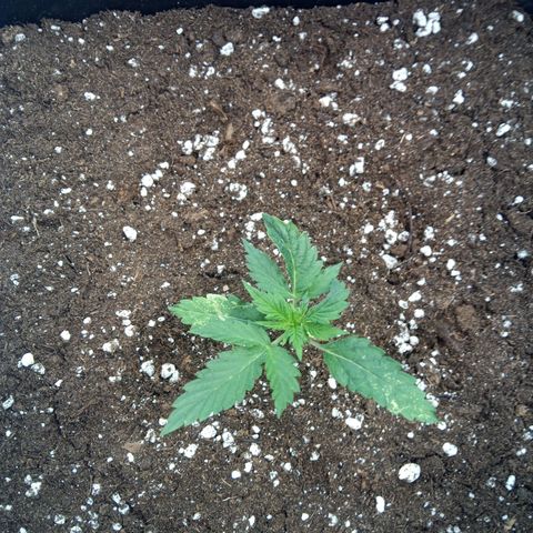 Haze Berry III growlog timeline photo