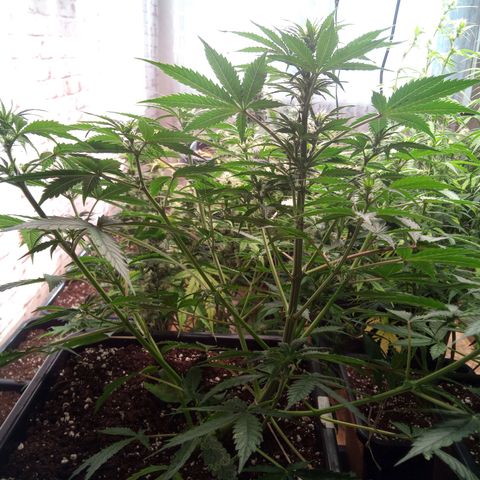 Haze Berry II growlog timeline photo