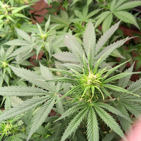 Haze Berry II growlog timeline photo
