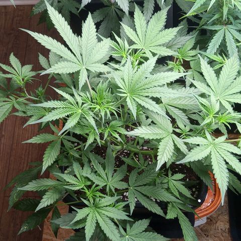 Haze Berry II growlog timeline photo