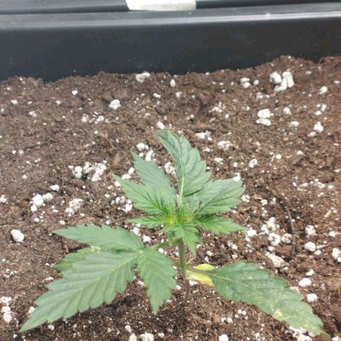 Haze Berry III growlog timeline photo