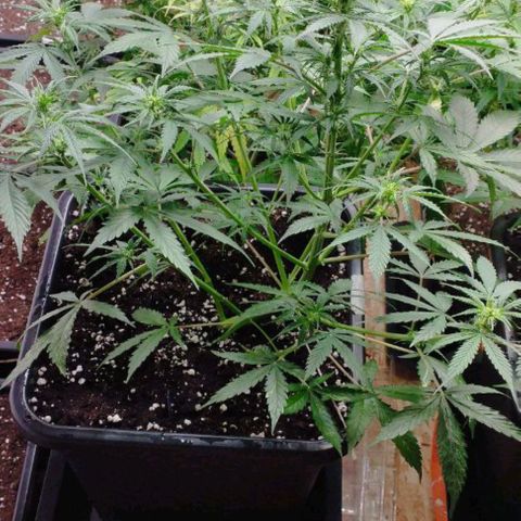 Haze Berry II growlog timeline photo