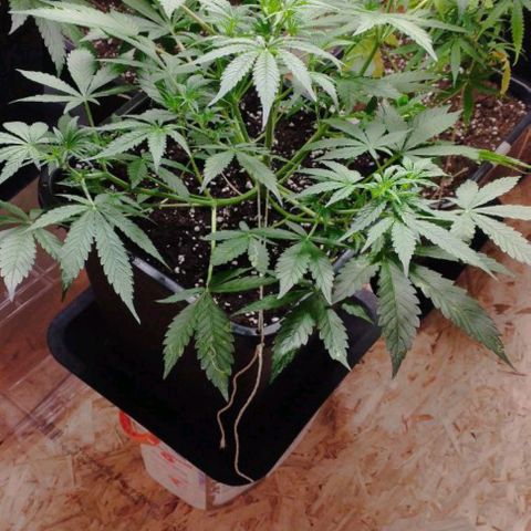 Haze Berry II growlog timeline photo
