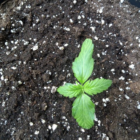 Hulkberry auto growlog timeline photo