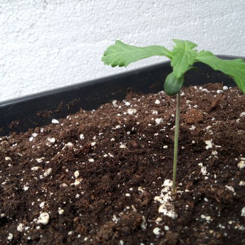 Hulkberry auto growlog timeline photo