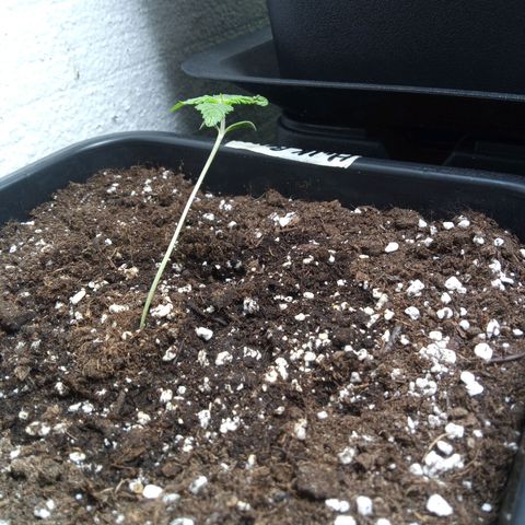 Hulkberry auto growlog timeline photo