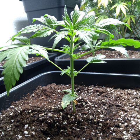 Haze Berry III growlog timeline photo