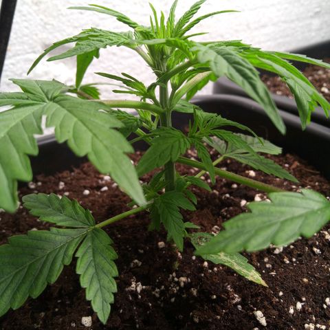 Haze Berry III growlog timeline photo