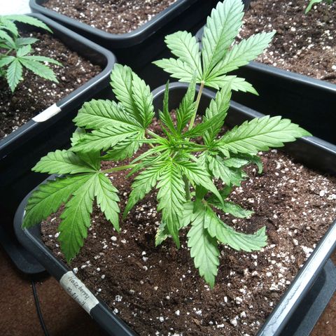 Haze Berry III growlog timeline photo