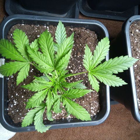 Haze Berry III growlog timeline photo