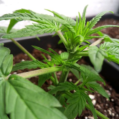 Haze Berry III growlog timeline photo