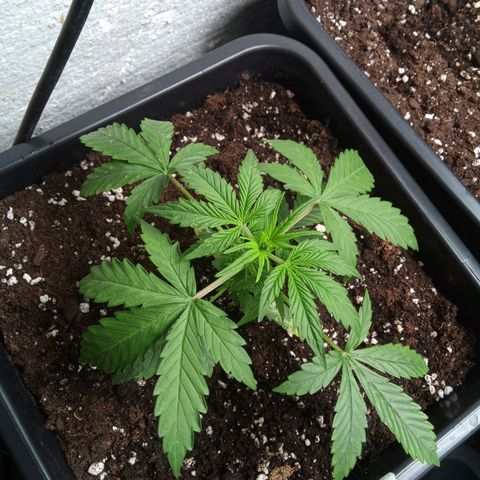Haze Berry III growlog timeline photo