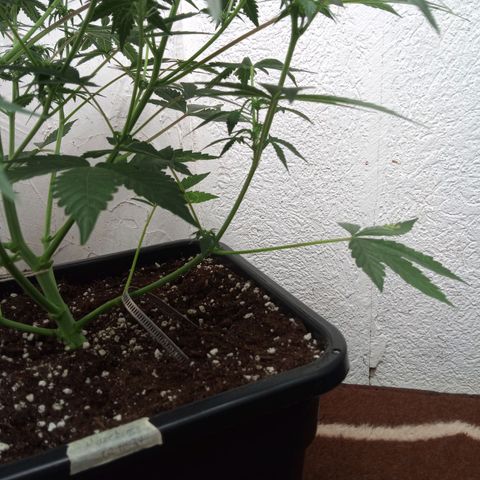 Haze Berry II growlog timeline photo