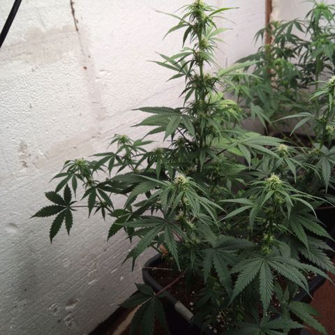 Haze Berry II growlog timeline photo