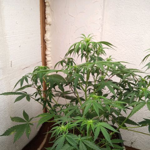 Haze Berry II growlog timeline photo