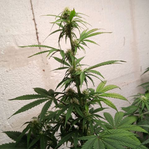 Haze Berry II growlog timeline photo