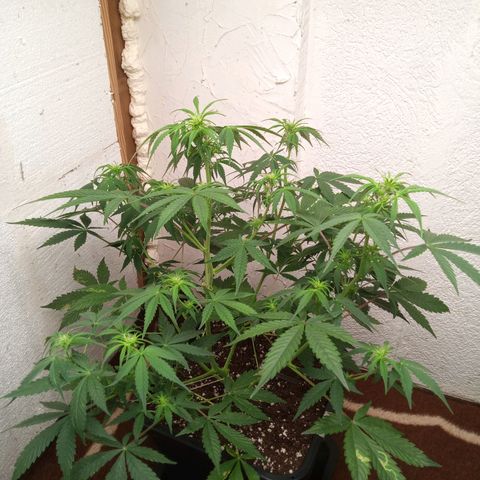 Haze Berry II growlog timeline photo