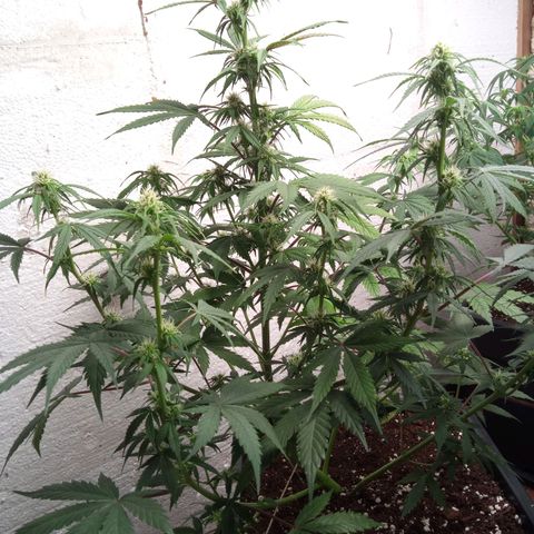 Haze Berry II growlog timeline photo