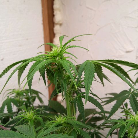 Haze Berry II growlog timeline photo