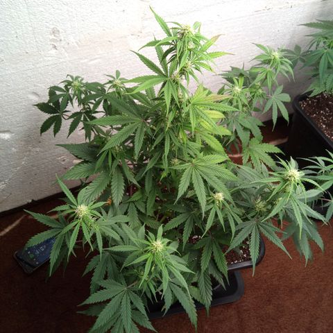 Haze Berry II growlog timeline photo