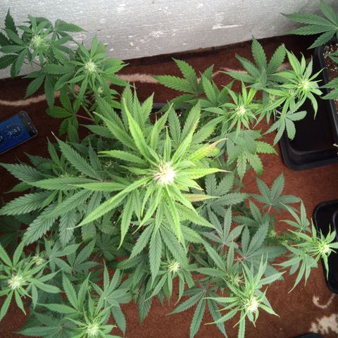 Haze Berry II growlog timeline photo