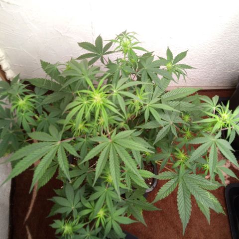 Haze Berry II growlog timeline photo