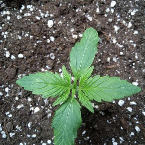 Hulkberry auto growlog timeline photo