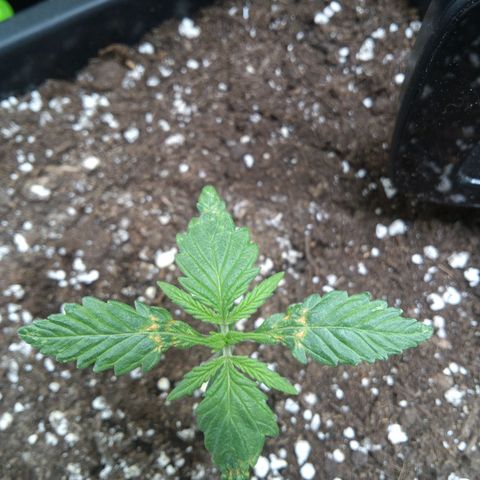 Hulkberry auto growlog timeline photo