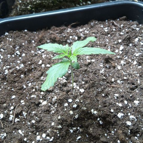 Hulkberry auto growlog timeline photo