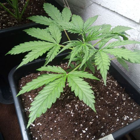 Haze Berry III growlog timeline photo