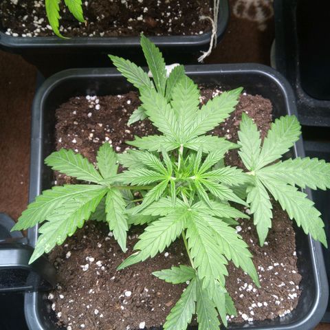 Haze Berry III growlog timeline photo