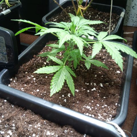 Haze Berry III growlog timeline photo